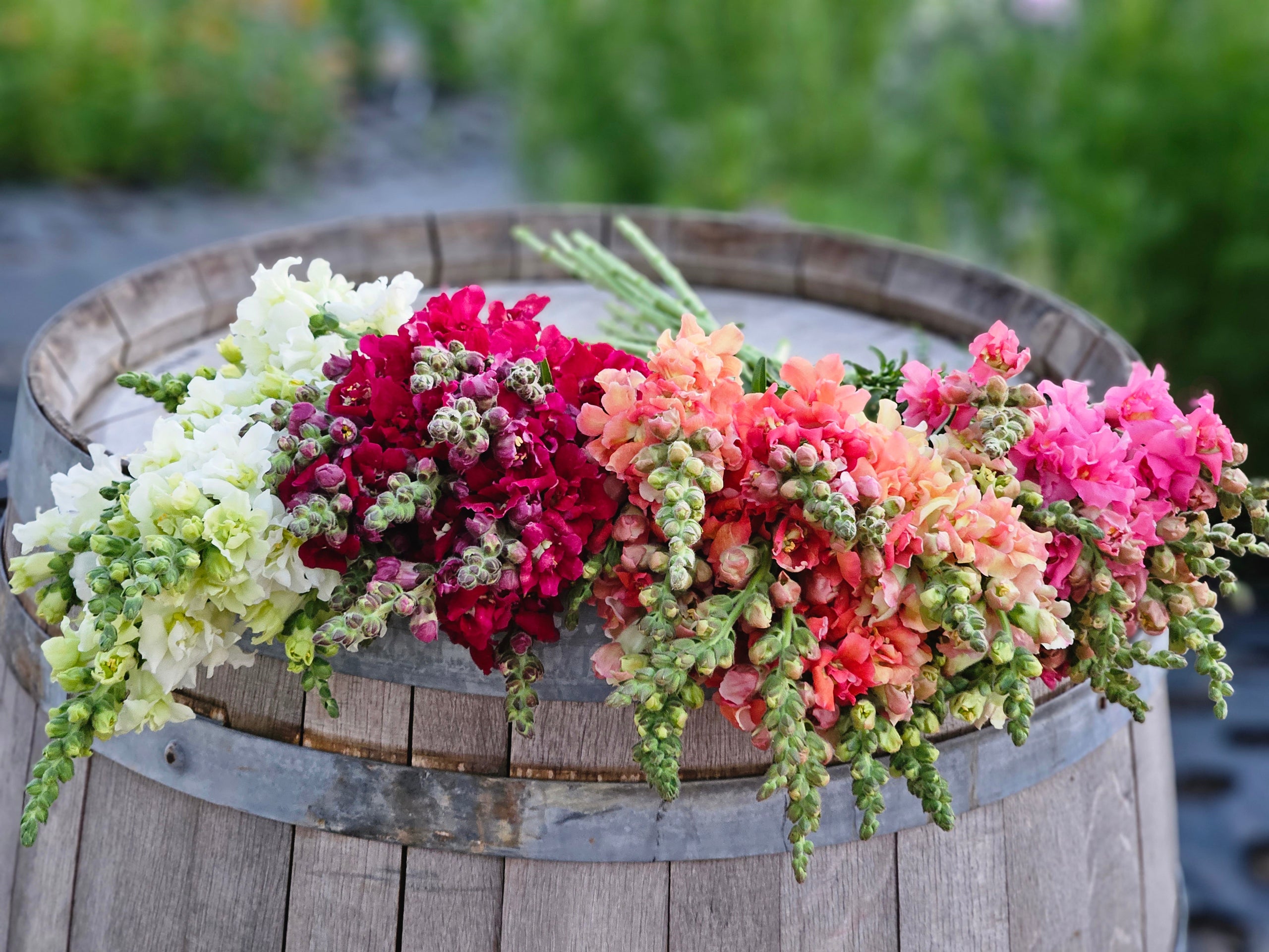 Snapdragon bunch Larks Petals and Stems