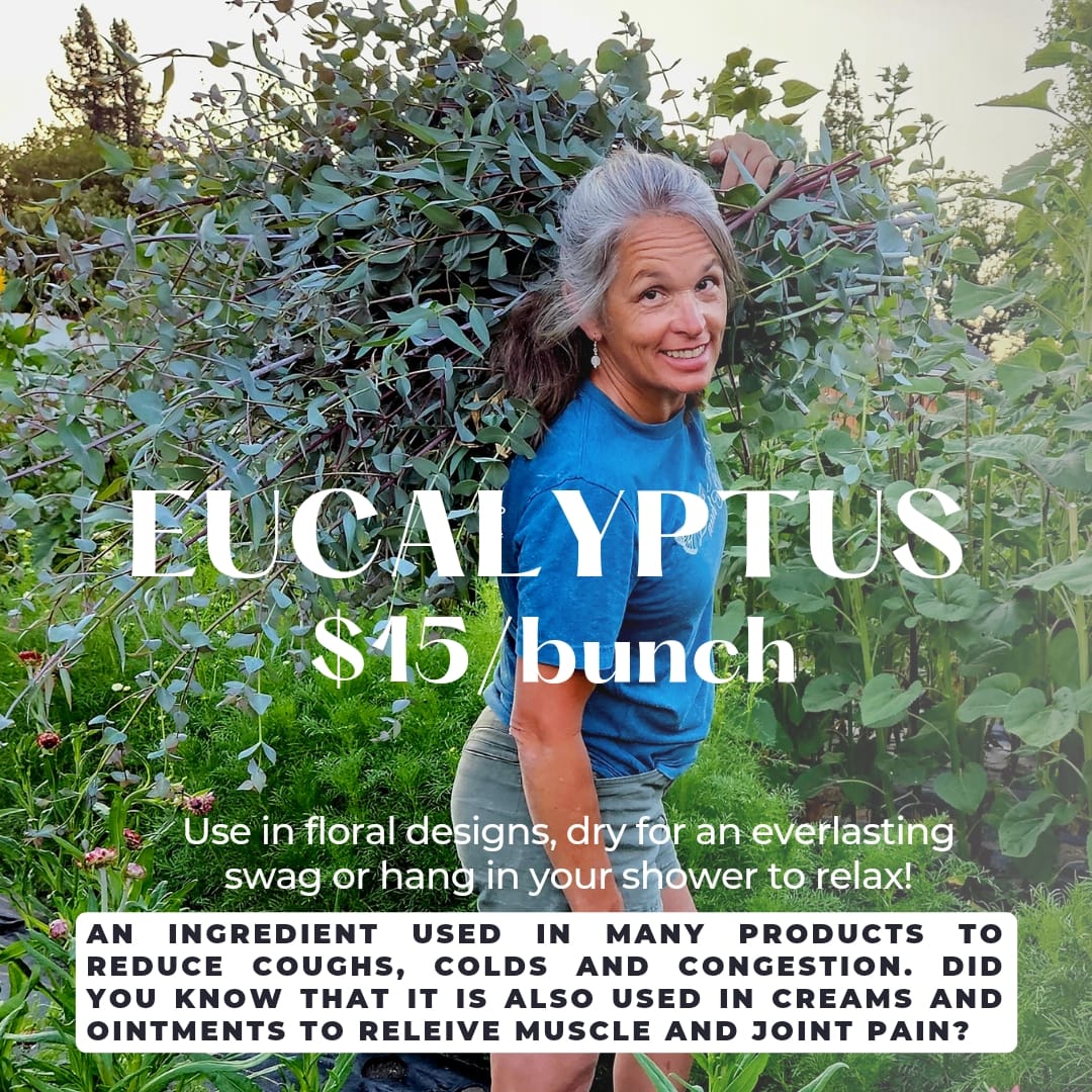 Eucalyptus bunches Larks Petals and Stems