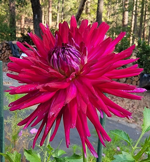 AC MP Larks Petals and Stems