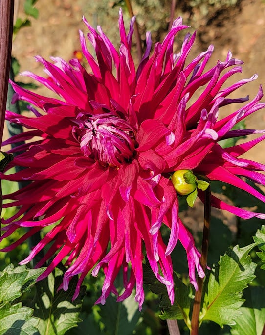Grand Finale dahlia Larks Petals and Stems