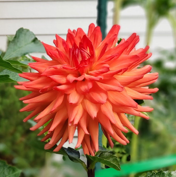 Flip Flop dahlia Larks Petals and Stems