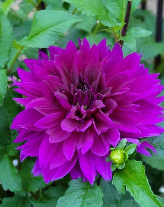 Thomas Edison dahlia Larks Petals and Stems