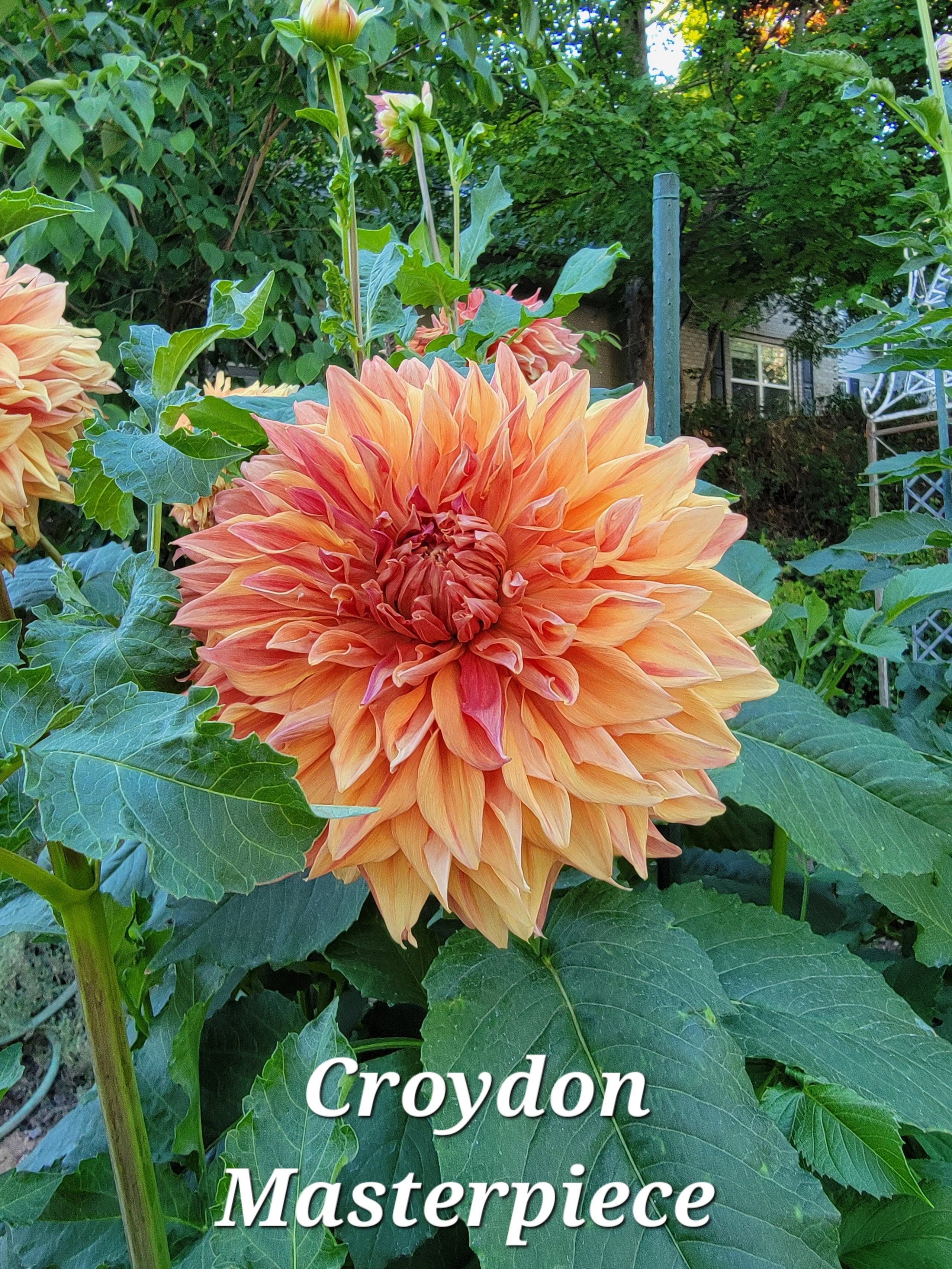 Croydon Masterpiece Larks Petals and Stems