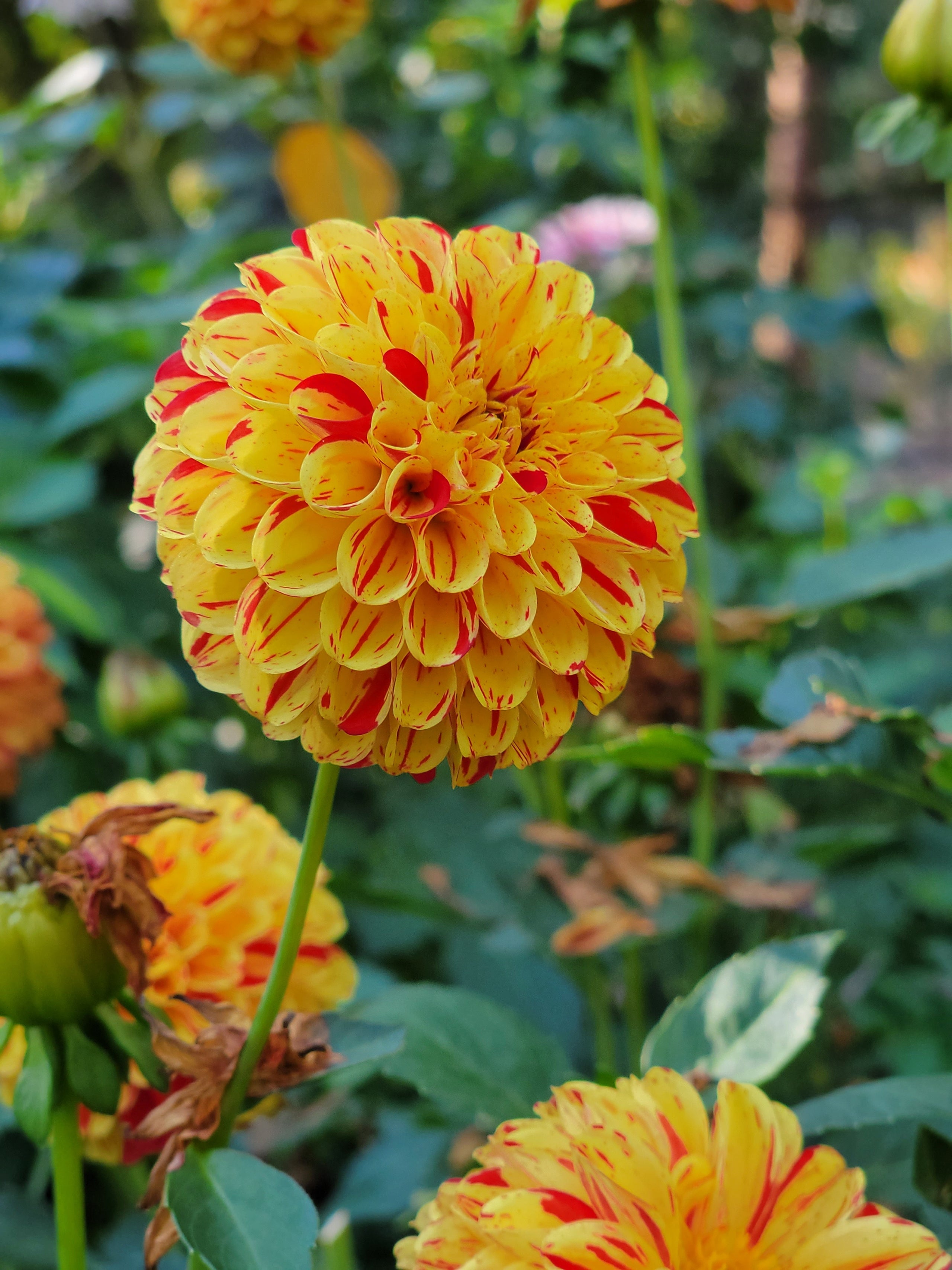 Grendor Larks Petals and Stems