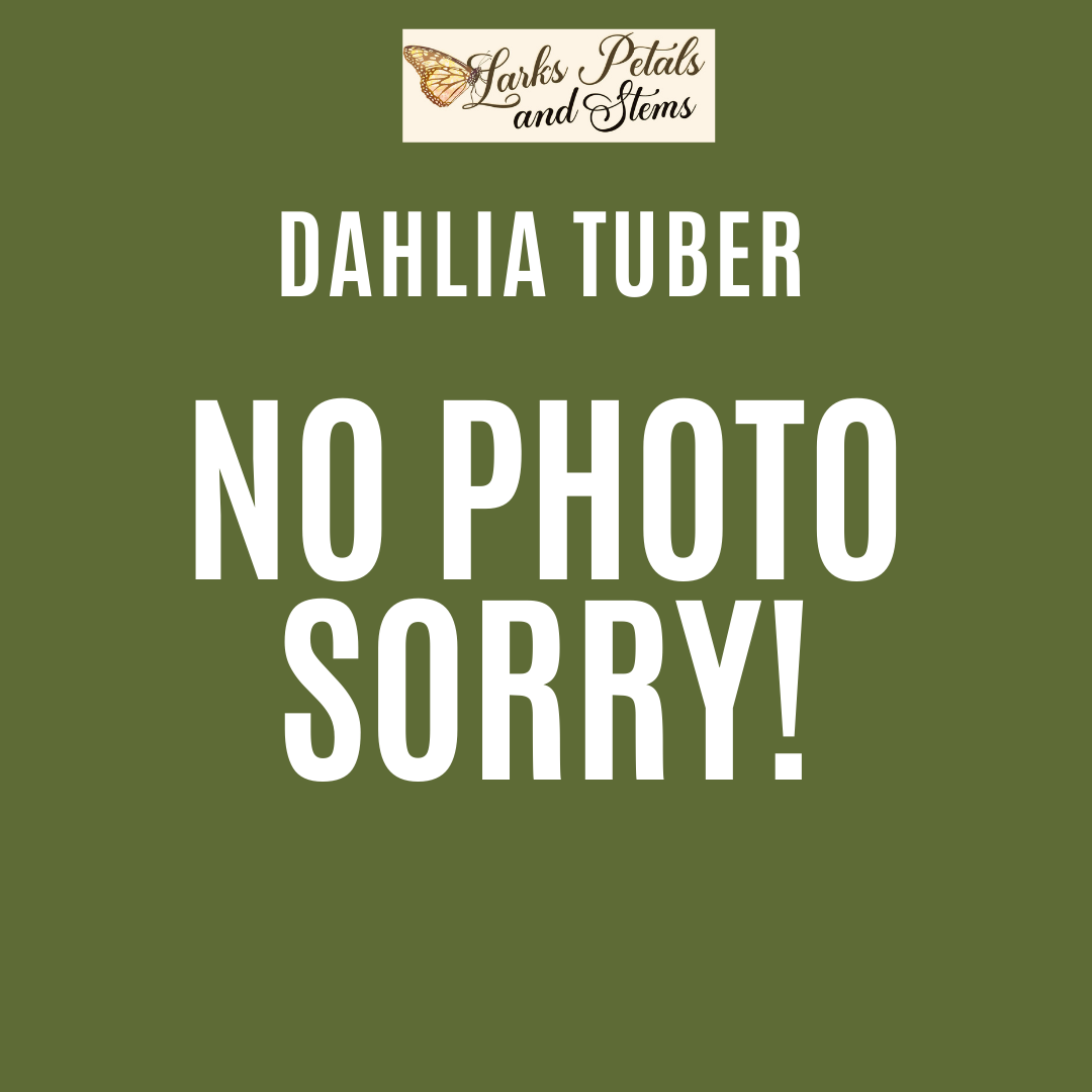 Sugar Cane Larks Petals and Stems