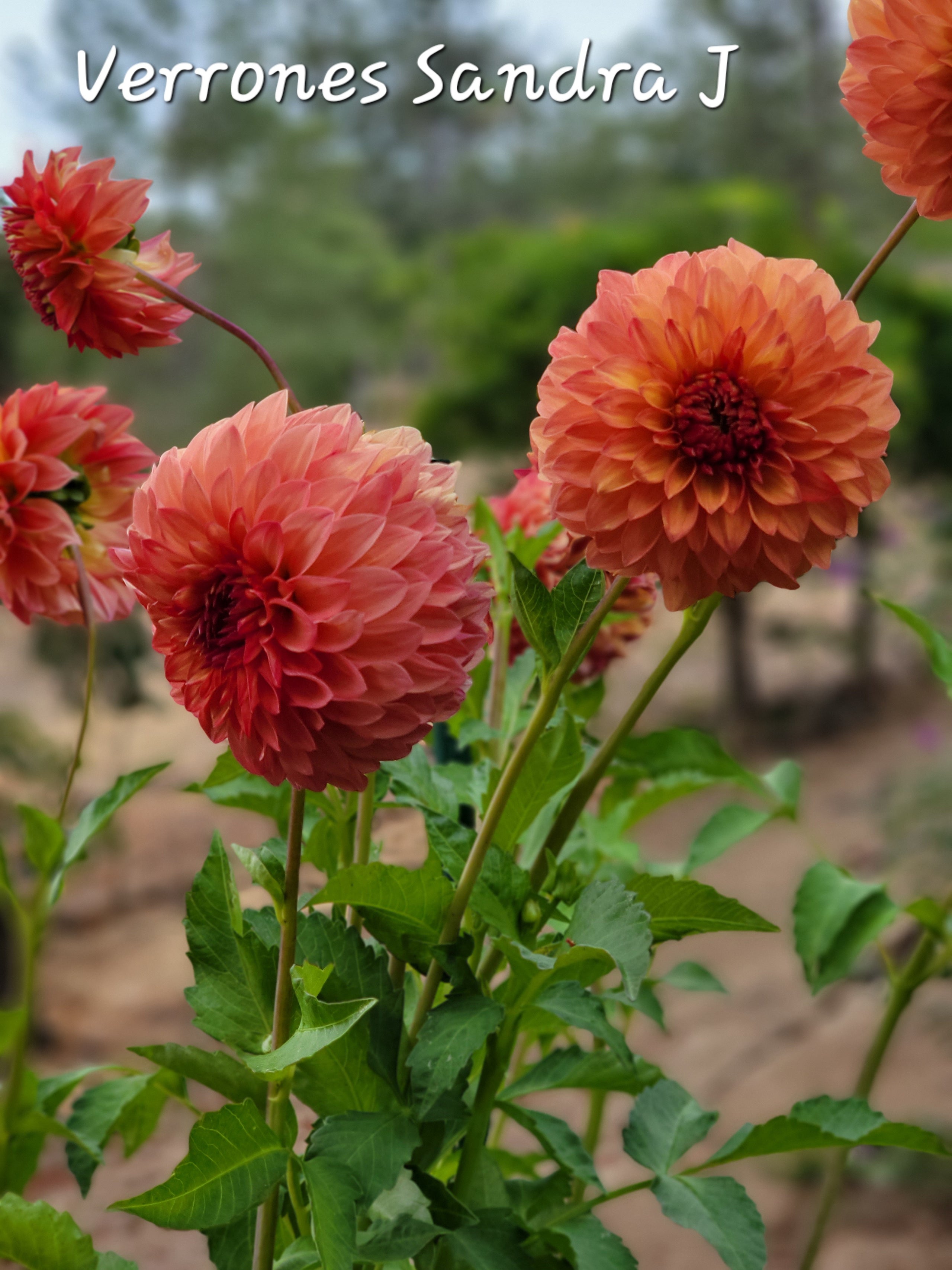 Verrones Sandra J Larks Petals and Stems