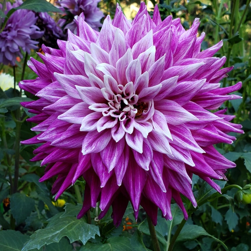 Wyn's Bewitched Larks Petals and Stems